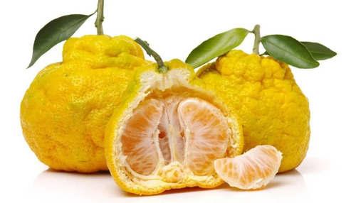 1 Arbolito De Mandarina Agria Ornamental - Exotico Frutal
