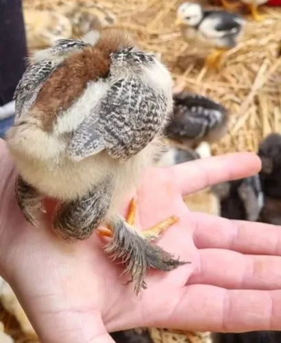 Huevos Fértiles Gallinas Brahma Pura