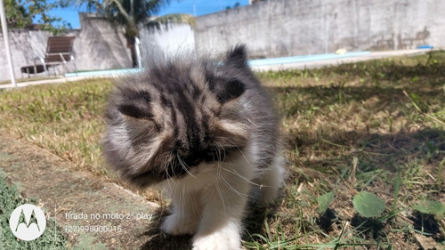Persa Show Macho