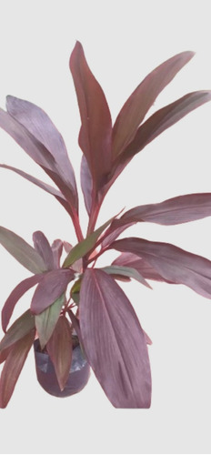 Plantas De Interior.dracena Rubra.