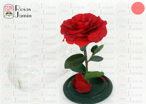 Rosa Eterna Color Roja Jmr