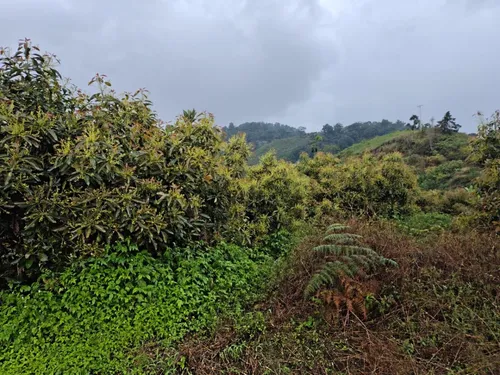 Vendo Finca De 45 Hectares O 71 Cuadras Sembradas En Aguacate Hass En Genova Quindio