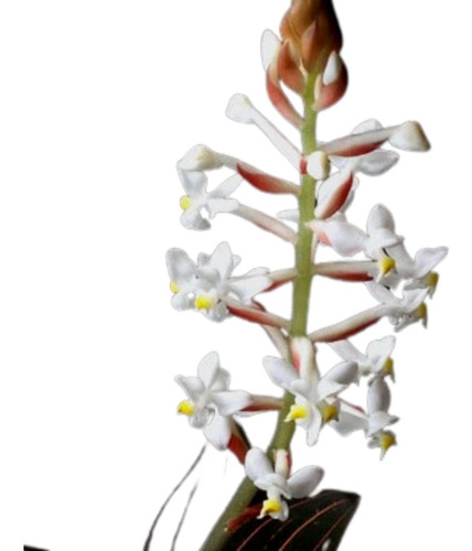 Orquídea Ludisia Discolor * Adulta * | MercadoLivre