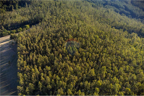 Predio Forestal En Venta 52 Ha. - Mantahue Gorbea