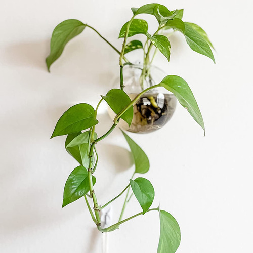 Juego De 6 Macetas Colgantes De Pared Terrario 47 Pulgadas G