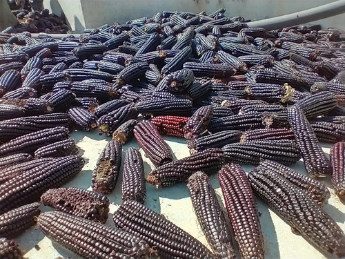 5kg Semilla De Maíz Hibrido Morado Cuatero A Granel