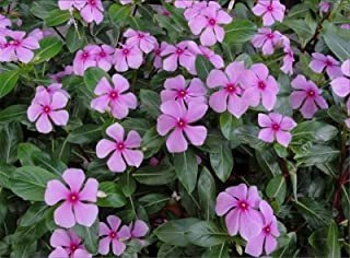 Periwinkle Enano Little Mix Catharanthus Seeds 200 Semillas