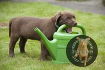 Comprar Labrador Puros 100% Criadero Golden Retriever Argentina