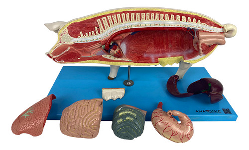 Anatomia Do Porco Em 18 Partes