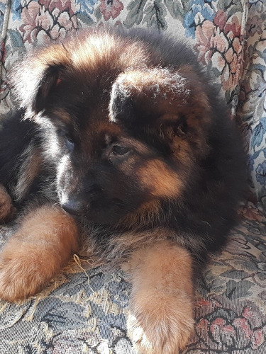 Imagen 4 de 7 de Cachorros Ovejeros Pastor Alemán Pelo Largo Hermosos Reserva