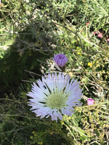 Venta Parcelas Arrayan Costero, La Serena