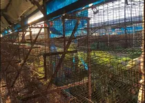 Comprar Lote Jaulas Para 8400 Ponedoras Envios A Todo El País