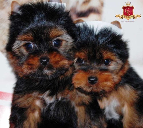 Yorkshire Terrier