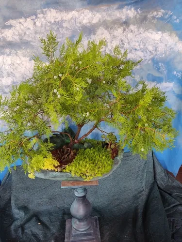 Bonsai Antiguo Pino Cipres. (Usado)