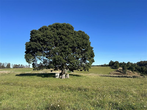 Espectacular Parcela En Venta En Loncotoro Llanquihue