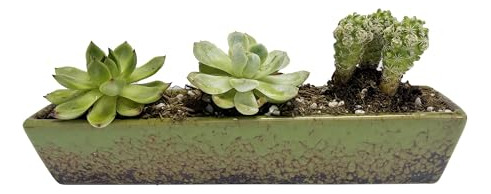 Maceta Rectangular Larga De Cerámica Verde De 9.8 Pulgadas P