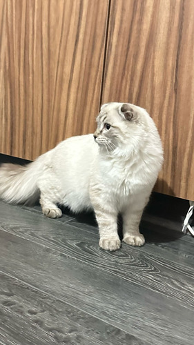 Gato Scottish Fold Escocés Exotico Vip Macho De Pelaje Suave