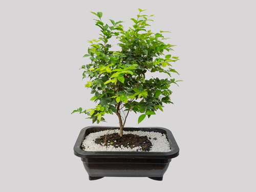 Bonsai Jabuticabeira 10 Anos Fotos Reais Fertilizada C/ Vaso