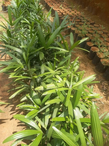 Muda De Palmeira Ráfia Ou Rhapis Excelsa Lindo Ornamental