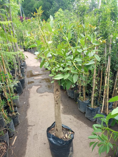 Arbol Ceibo, Árbol Del Coral T20/25cm 65lts