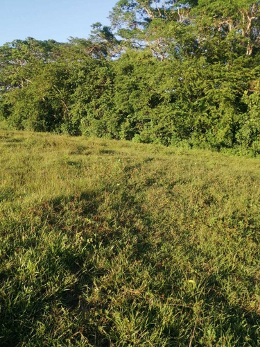 Te Vendo Excelente Finca En Gusmancito Puerto Plata 