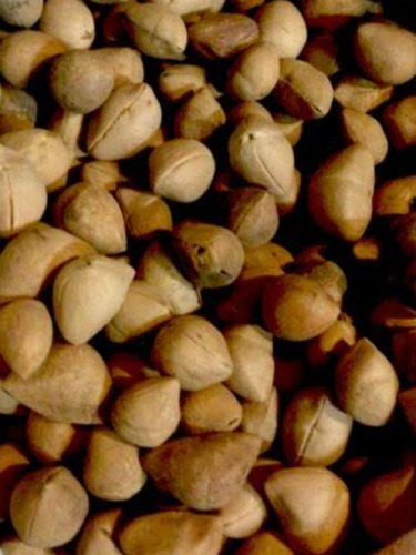 500 Gr Semilla De Ayoyote - Codo De Fraile Producto Tenango