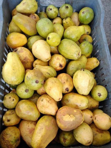 Guayaba Pera