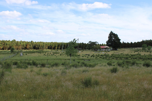 Campo Ganadero Forestal Turístico