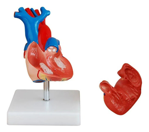Modelo Coração Humano Tamanho Real 2 Partes C/ Base 4d-307a