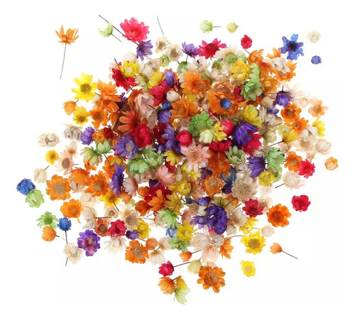 Flores Secas Reales Decorativas (300 Unidades)