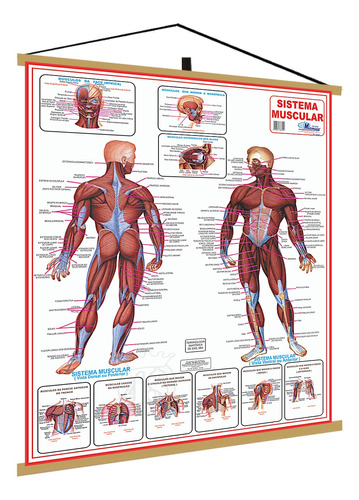 Mapa Sistema Muscular Corpo Humano Anatomia Musculo