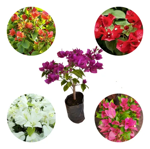 6 Mudas De Primavera - Cores Vibrantes