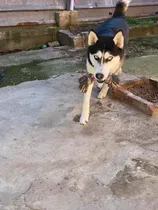 Comprar Husky Siberiano Le Urge Novia Está Muy Enamoradizo