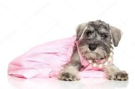 Schnauzer Miniatura Tenemos Machos/hembras