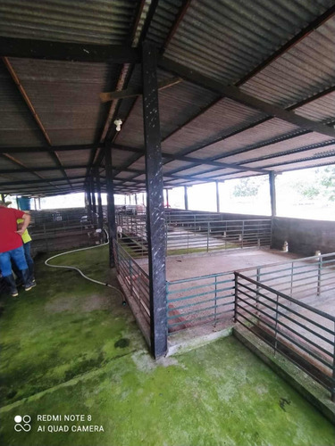 Imagen 5 de 13 de Finca Productiva En Tachira