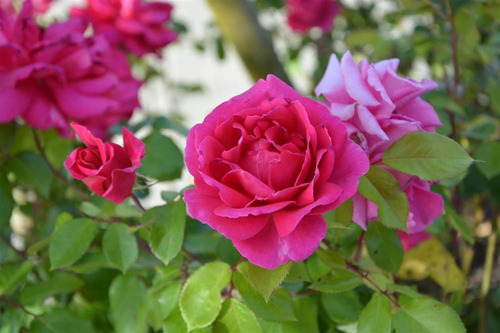 Plantas De Rosas Pack De 20