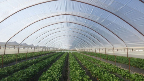 Plástico Invernadero 6.20 X 100 M - Opaco Difuso 15% Sombra