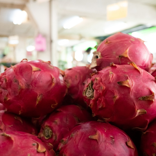 Muda De Pitaya Vermelha Enraizada Orgânica Para Vaso