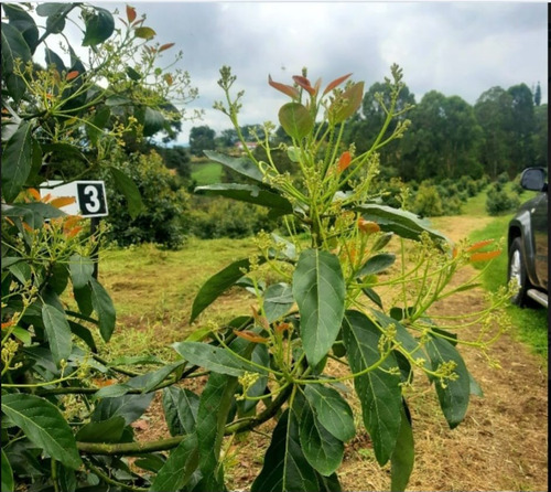 Espectacular Finca Productora De Aguacate