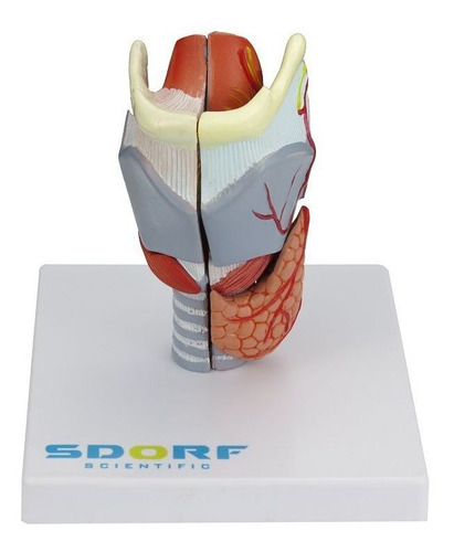 Laringe Humana Em Tamanho Real Com Cartilagem Em 5 Partes