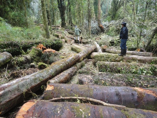 Forestal En Venta En Dalcahue