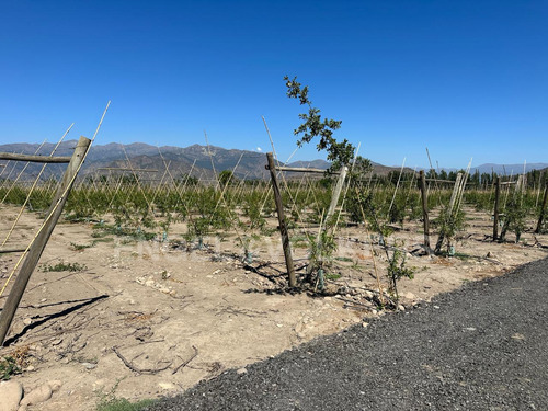 Terreno En Santa Amalia