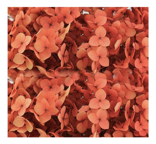 Flor Seca Hortensia Roja Degradada Decoracion Preservada