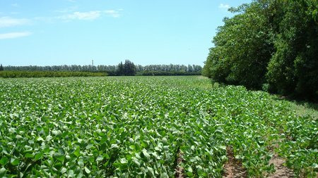 Propiedades Rurales Agricola - Venta