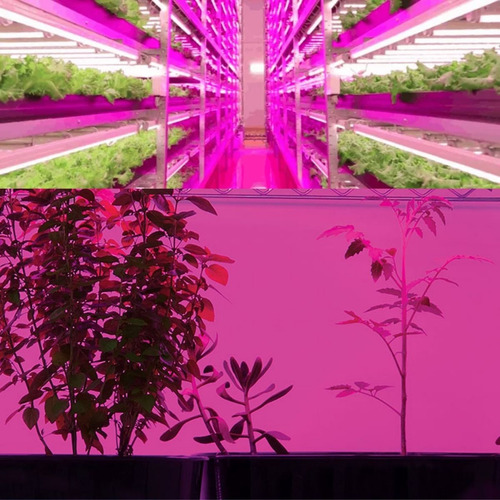 Lâmpada Led Tubular T8 Grow 9w Bivolt Para Cultivo Indoor