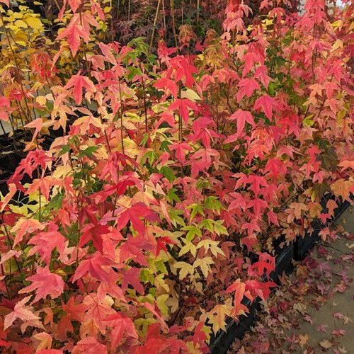 Muda De Acer Buergerianum - Tridente - Kaede - Maple Raro