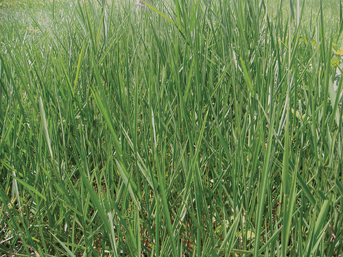 Semilla Forrajes Pastos Brachiaria Llanero Clima Cálido 5 Kg