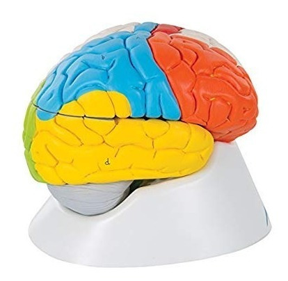 3b Scientific C22 8 Parte Neuro-modelo Anatómico Del Cerebro