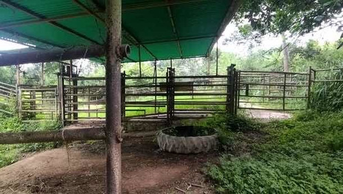 Imagen 3 de 14 de Baja De Precio... En Venta Finca En El Municipio Montalban - Carabobo