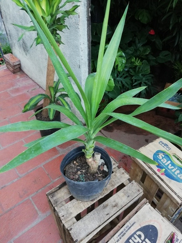Planta Palo Tropical Yuca